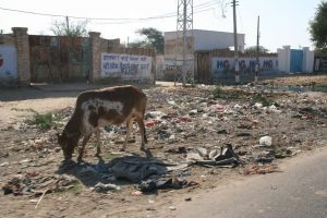 Vache dans les détritus