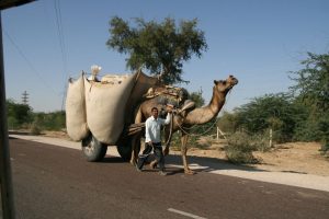 Dromadaire et sa cargaison