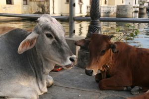 Vaches indiennes