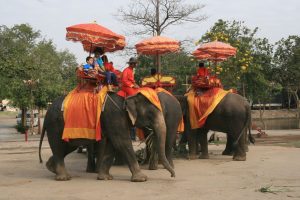 Kraal des éléphants