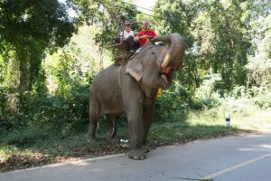 Un éléphant ça trompe énormément