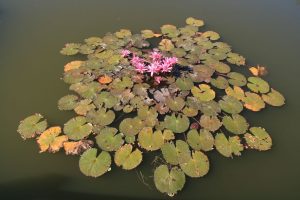 Nénuphars de Sukhothai