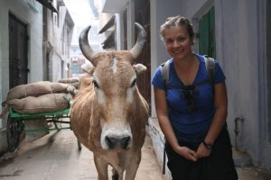 Choupi et la vache