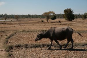 Water buffalo