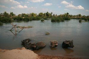 Buffles dans les îles