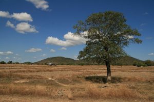 L'arbre et les nuages