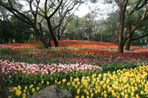 Parterre de fleurs