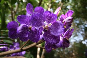 Orchidée violette