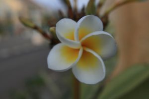 Fleur du frangipanier : fleur nationale
