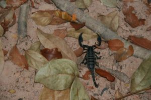 Scorpion dans la forêt sacrée