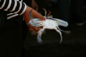 Crabe de Kep