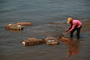 Paniers de crabes