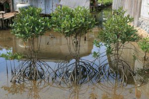 Plantes de mangrove