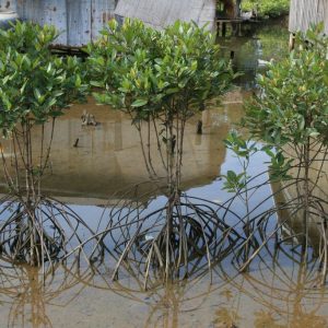 Plantes de mangrove