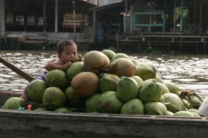 Le gardien des noix de coco