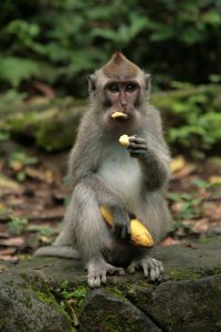 Laissez moi manger ma banane