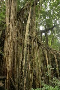 Lianes à perte de vue