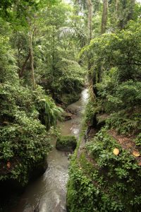 Rivière dans la jungle