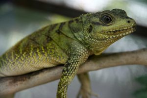 Lézard au repos