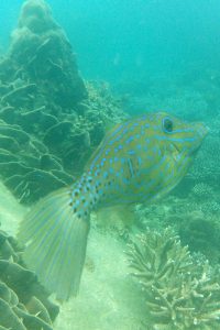 Snorkeling aux Perhentian