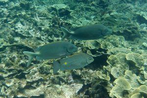 Groupe de poissons