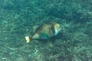 Triggerfish (snorkeling)