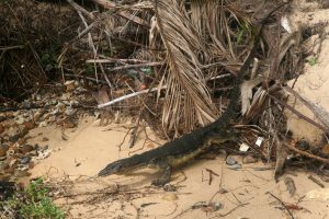 Varan sur l'île de Tioman