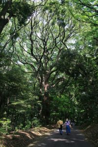 Parc du Meiji Jingu