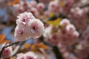 Cerisiers en fleurs