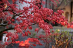 Erable japonais sous la pluie