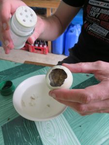 Balut