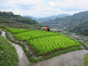 Notre guide dans les rizières