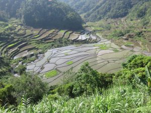 Sur la route de Batad