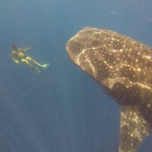 Melvin et le requin baleine