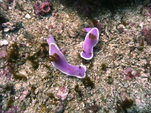 Couple de nudibranches