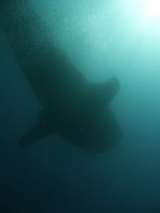 Requin baleine vu du dessous