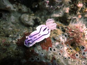 Nudibranche