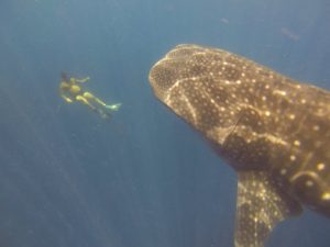 Melvin et le requin baleine