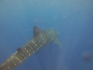 Requin baleine dans le plancton