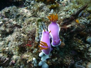 Couple de nudibranches