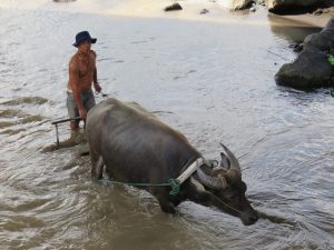 Water buffalo