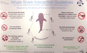 Whale Shark Interaction Guide
