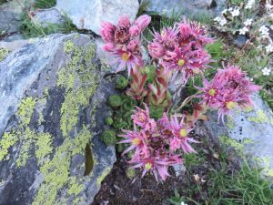 Fleurs des Alpes