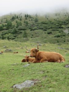 Vaches à Obergurgl
