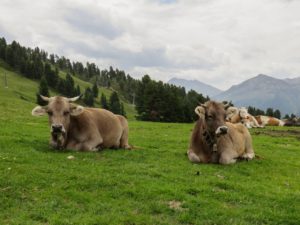 Vaches tyroliennes