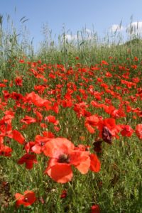 Coquelicots en fleurs